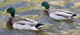 pair_of_ducks_1