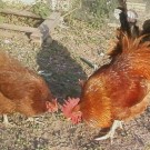 chickens1