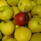 Image of apples