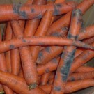 Moldy-carrots